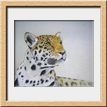 leopardo