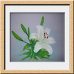 il lilium