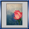 Rosa (2009)