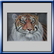 Tigre siberiana (2012)